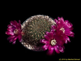Sulcorebutia tiraquensis Form Julpe G223 2001